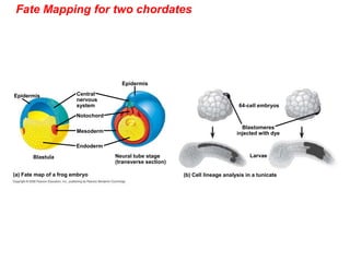 Fate Mapping for two chordates
Epidermis
(b) Cell lineage analysis in a tunicate
(a) Fate map of a frog embryo
Epidermis
Blastula Neural tube stage
(transverse section)
Central
nervous
system
Notochord
Mesoderm
Endoderm
64-cell embryos
Larvae
Blastomeres
injected with dye
 