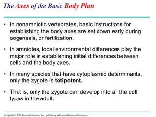 Copyright © 2008 Pearson Education, Inc., publishing as Pearson Benjamin Cummings
The Axes of the Basic Body Plan
• In nonamniotic vertebrates, basic instructions for
establishing the body axes are set down early during
oogenesis, or fertilization.
• In amniotes, local environmental differences play the
major role in establishing initial differences between
cells and the body axes.
• In many species that have cytoplasmic determinants,
only the zygote is totipotent.
• That is, only the zygote can develop into all the cell
types in the adult.
 
