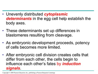 Copyright © 2008 Pearson Education, Inc., publishing as Pearson Benjamin Cummings
• Unevenly distributed cytoplasmic
determinants in the egg cell help establish the
body axes.
• These determinants set up differences in
blastomeres resulting from cleavage.
• As embryonic development proceeds, potency
of cells becomes more limited.
• After embryonic cell division creates cells that
differ from each other, the cells begin to
influence each other’s fates by induction
signals.
 