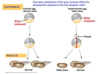 How does distribution of the gray crescent affect the
development potential of the two daughter cells?
Thread
Gray
crescent
Experimental egg
(side view)
Gray
crescent
Control egg
(dorsal view)
EXPERIMENT
Normal
Belly piece
Normal
RESULTS
 