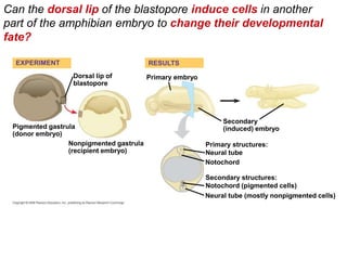 Can the dorsal lip of the blastopore induce cells in another
part of the amphibian embryo to change their developmental
fate?
Primary structures:
Neural tube
Dorsal lip of
blastopore
Secondary
(induced) embryo
Notochord
Pigmented gastrula
(donor embryo)
EXPERIMENT
Primary embryo
RESULTS
Nonpigmented gastrula
(recipient embryo)
Secondary structures:
Notochord (pigmented cells)
Neural tube (mostly nonpigmented cells)
 