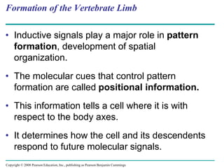Copyright © 2008 Pearson Education, Inc., publishing as Pearson Benjamin Cummings
Formation of the Vertebrate Limb
• Inductive signals play a major role in pattern
formation, development of spatial
organization.
• The molecular cues that control pattern
formation are called positional information.
• This information tells a cell where it is with
respect to the body axes.
• It determines how the cell and its descendents
respond to future molecular signals.
 