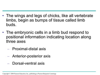 Copyright © 2008 Pearson Education, Inc., publishing as Pearson Benjamin Cummings
• The wings and legs of chicks, like all vertebrate
limbs, begin as bumps of tissue called limb
buds.
• The embryonic cells in a limb bud respond to
positional information indicating location along
three axes
– Proximal-distal axis
– Anterior-posterior axis
– Dorsal-ventral axis
 