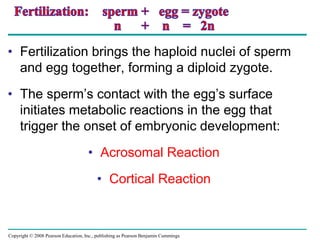 Copyright © 2008 Pearson Education, Inc., publishing as Pearson Benjamin Cummings
• Fertilization brings the haploid nuclei of sperm
and egg together, forming a diploid zygote.
• The sperm’s contact with the egg’s surface
initiates metabolic reactions in the egg that
trigger the onset of embryonic development:
• Acrosomal Reaction
• Cortical Reaction
 