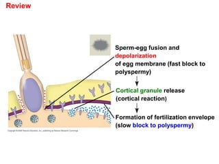 Review
Sperm-egg fusion and
depolarization
of egg membrane (fast block to
polyspermy)
Cortical granule release
(cortical reaction)
Formation of fertilization envelope
(slow block to polyspermy)
 