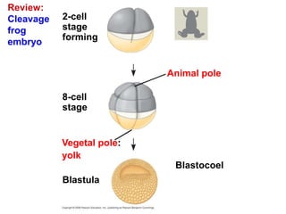 Review:
Cleavage
frog
embryo
Blastocoel
Animal pole
2-cell
stage
forming
8-cell
stage
Blastula
Vegetal pole:
yolk
 