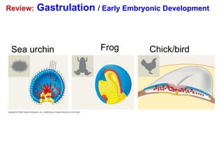 Review: Gastrulation / Early Embryonic Development
Sea urchin Frog Chick/bird
 