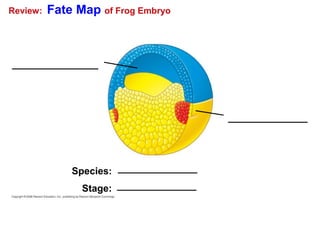 Review: Fate Map of Frog Embryo
Species:
Stage:
 