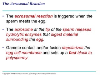 Copyright © 2008 Pearson Education, Inc., publishing as Pearson Benjamin Cummings
The Acrosomal Reaction
• The acrosomal reaction is triggered when the
sperm meets the egg.
• The acrosome at the tip of the sperm releases
hydrolytic enzymes that digest material
surrounding the egg.
• Gamete contact and/or fusion depolarizes the
egg cell membrane and sets up a fast block to
polyspermy.
 