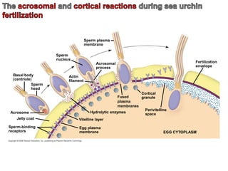 Basal body
(centriole)
Sperm
head
Sperm-binding
receptors
Acrosome
Jelly coat Vitelline layer
Egg plasma
membrane
Hydrolytic enzymes
Acrosomal
process
Actin
filament
Sperm
nucleus
Sperm plasma
membrane
Fused
plasma
membranes
Fertilization
envelope
Cortical
granule
Perivitelline
space
EGG CYTOPLASM
 