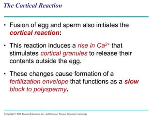 Copyright © 2008 Pearson Education, Inc., publishing as Pearson Benjamin Cummings
The Cortical Reaction
• Fusion of egg and sperm also initiates the
cortical reaction:
• This reaction induces a rise in Ca2+ that
stimulates cortical granules to release their
contents outside the egg.
• These changes cause formation of a
fertilization envelope that functions as a slow
block to polyspermy.
 