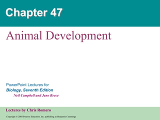 Copyright © 2005 Pearson Education, Inc. publishing as Benjamin Cummings
PowerPoint Lectures for
Biology, Seventh Edition
Neil Campbell and Jane Reece
Lectures by Chris Romero
Chapter 47
Animal Development
 