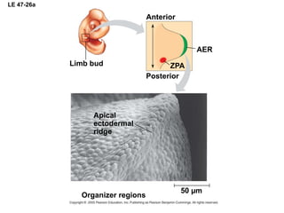 47_EMBRIOLOGIA ANIMAL.ppt