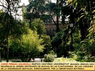 JARDÍ FERRAN SOLDEVILA EDIFICI HISTÓRIC UNIVERSITAT GRANDES ÁRBOLES NOS RECUERDAN EL ORIGEN CENTENARIO DE MUCHAS DE LAS PLANTACIONES. EN LOS JARDINES DE LA UNIVERSIDAD DESTACAN, ESPECIALMENTE, POR LA IMPORTANCIA BOTÁNICA. 