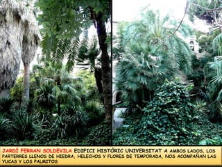 JARDÍ FERRAN SOLDEVILA EDIFICI HISTÓRIC UNIVERSITAT A AMBOS LADOS, LOS PARTERRES LLENOS DE HIEDRA, HELECHOS Y FLORES DE TEMPORADA, NOS ACOMPAÑAN LAS YUCAS Y LOS PALMITOS
