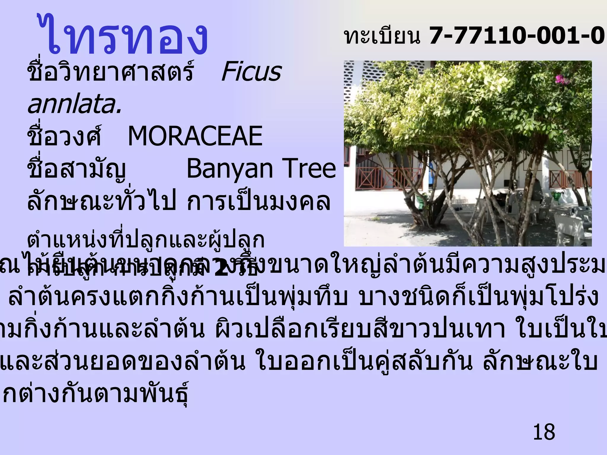 ไทรทอง ชื่อวิทยาศาสตร์  Ficus annlata.   ชื่อวงศ์   MORACEAE  ชื่อสามัญ  Banyan Tree ลักษณะทั่วไป   การเป็นมงคล ตำแหน่งที่ปลูกและผู้ปลูก   การปลูก   การปลูกมี  2  วิธี   ไทรเป็นพรรณไม้ยืนต้นขนาดกลางถึงขนาดใหญ่ลำต้นมีความสูงประมาณ  10-20  เมตร ลำต้นครงแตกกิ่งก้านเป็นพุ่มทึบ บางชนิดก็เป็นพุ่มโปร่ง มีรากอากาศ ห้อยลงมาตามกิ่งก้านและลำต้น ผิวเปลือกเรียบสีขาวปนเทา ใบเป็นใบเดี่ยวแตก ออกจากกิ่ง และส่วนยอดของลำต้น ใบออกเป็นคู่สลับกัน ลักษณะใบ ขนาดใบ  และสีสรรแตกต่างกันตามพันธุ์ ทะเบียน  7-77110-001-018 