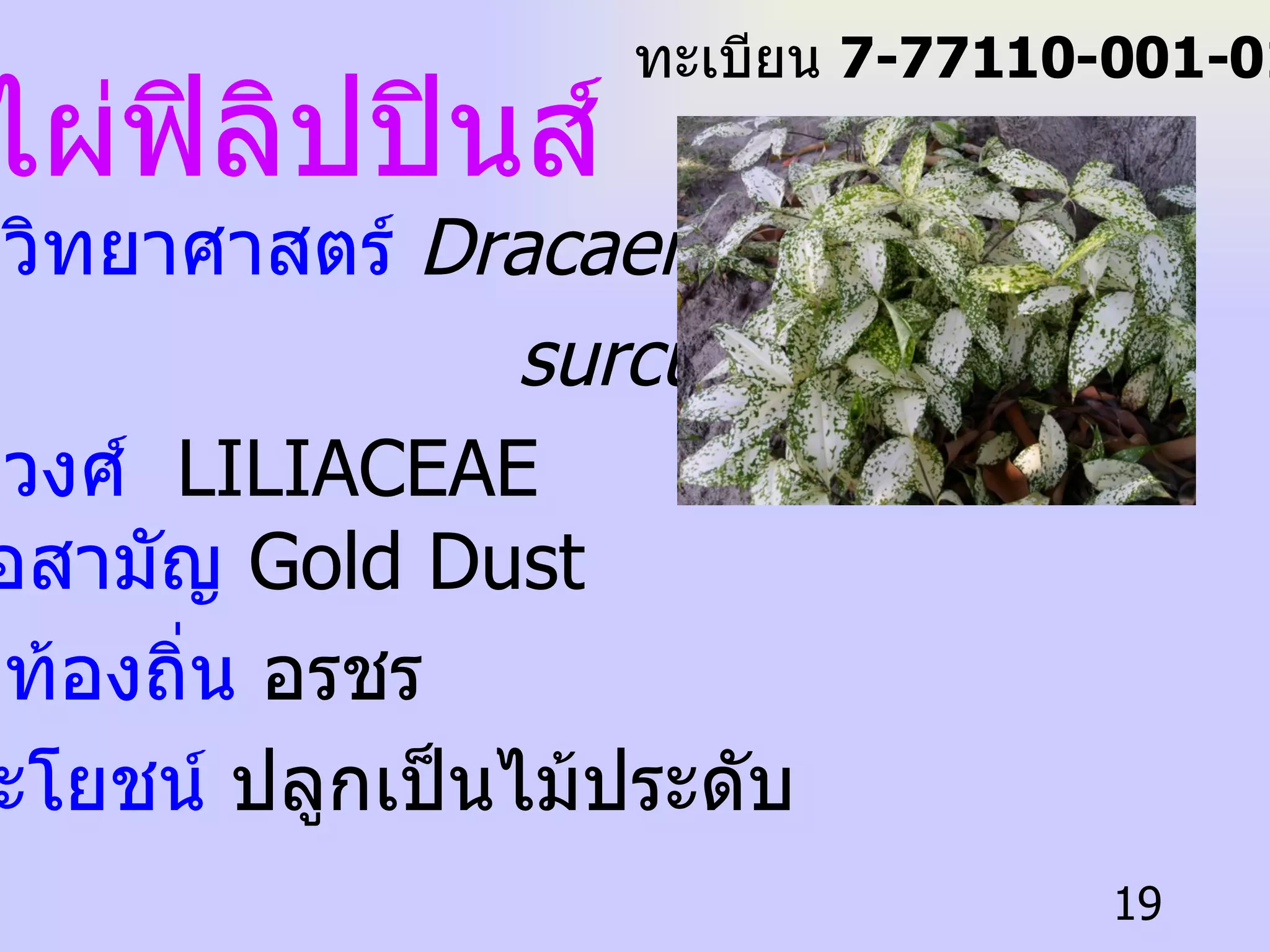 ไผ่ฟิลิปปินส์ ชื่อวิทยาศาสตร์   Dracaena surculosa ชื่อวงศ์  LILIACEAE   ชื่อสามัญ  Gold Dust   ชื่อท้องถิ่น  อรชร   ประโยชน์  ปลูกเป็นไม้ประดับ ทะเบียน  7-77110-001-019 