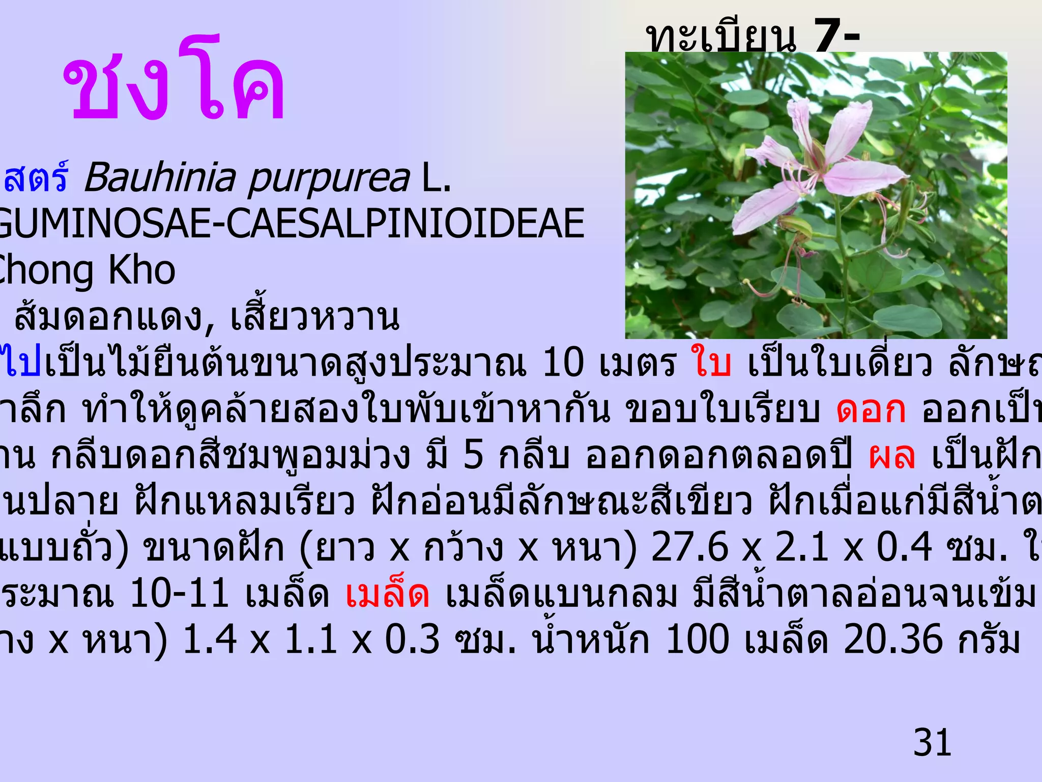 ชงโค ทะเบียน  7-77110-001-131 ชื่อวิทยาศาสตร์  Bauhinia purpurea  L. ชื่อวงศ์  LEGUMINOSAE-CAESALPINIOIDEAE   ชื่อสามัญ  Chong Kho ชื่อท้องถิ่น  ส้มดอกแดง ,  เสี้ยวหวาน ลักษณะทั่วไป เป็นไม้ยืนต้นขนาดสูงประมาณ  10  เมตร  ใบ  เป็นใบเดี่ยว ลักษณะมน ปลายใบเว้าลึก ทำให้ดูคล้ายสองใบพับเข้าหากัน ขอบใบเรียบ  ดอก  ออกเป็นกระจุก  ติดอยู่ทนนาน กลีบดอกสีชมพูอมม่วง มี  5  กลีบ ออกดอกตลอดปี  ผล  เป็นฝักแบนยาว  หัวฝักโค้งมนปลาย ฝักแหลมเรียว ฝักอ่อนมีลักษณะสีเขียว ฝักเมื่อแก่มีสีน้ำตาล  ( ผลฝักเป็นแบบถั่ว )  ขนาดฝัก  ( ยาว  x  กว้าง  x  หนา ) 27.6 x 2.1 x 0.4  ซม .  ในแต่ละฝัก มีเมล็ดอยู่ประมาณ  10-11  เมล็ด  เมล็ด  เมล็ดแบนกลม มีสีน้ำตาลอ่อนจนเข้ม ขนาดเมล็ด ( ยาว  x  กว้าง  x  หนา ) 1.4 x 1.1 x 0.3  ซม .  น้ำหนัก  100  เมล็ด  20.36  กรัม 