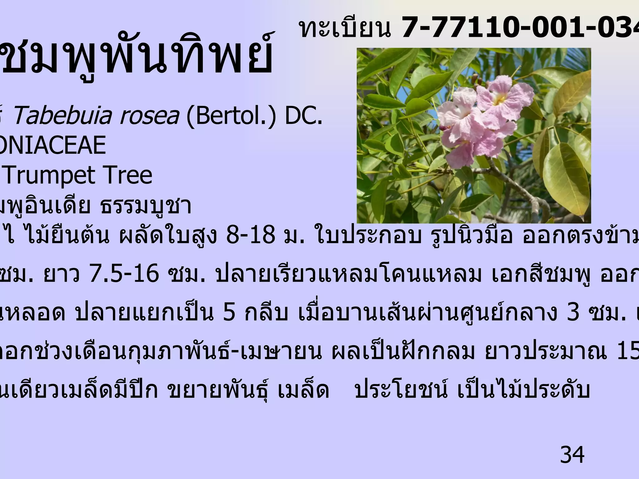 ชมพูพันทิพย์  ทะเบียน  7-77110-001-034 ชื่อวิทยาศาสตร์  Tabebuia rosea  (Bertol.) DC.   ชื่อวงศ์  BIGNONIACEAE ชื่อสามัญ  Pink Trumpet Tree  ชื่อท้องถิ่น  ชมพูอินเดีย ธรรมบูชา  ลักษณะทั่วไป ไ ไม้ยืนต้น ผลัดใบสูง  8-18  ม .  ใบประกอบ รูปนิ้วมือ ออกตรงข้ามใบย่อย  5  ใบ รูปรีกว้าง  3-7  ซม .  ยาว  7.5-16  ซม .  ปลายเรียวแหลมโคนแหลม เอกสีชมพู ออกเป็นช่อที่ปลาย กิ่งกลีบดอกเป็นหลอด ปลายแยกเป็น  5  กลีบ เมื่อบานเส้นผ่านศูนย์กลาง  3  ซม .  เกสรตัวผู้  4  อัน ร่วงง่าย ออก ดอกช่วงเดือนกุมภาพันธ์ - เมษายน ผลเป็นฝักกลม ยาวประมาณ  15  ซม . เมื่อแก่แตกด้านเดียวเมล็ดมีปีก ขยายพันธุ์ เมล็ด  ประโยชน์ เป็นไม้ประดับ 
