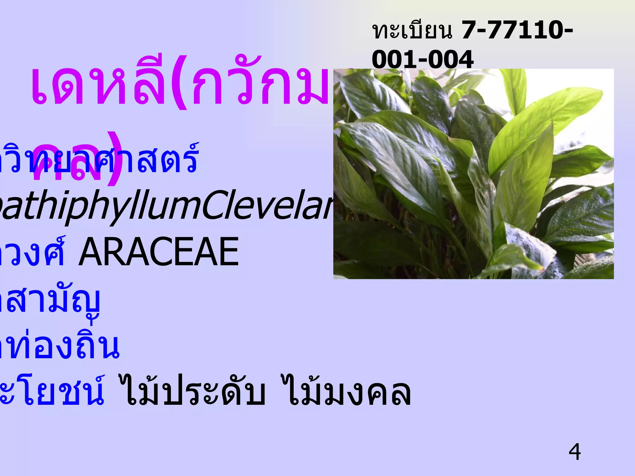 เดหลี ( กวักมงคล ) ชื่อวิทยาศาสตร์ SpathiphyllumClevelandii.   ชื่อวงศ์  ARACEAE   ชื่อสามัญ ชื่อท่องถิ่น ประโยชน์  ไม้ประดับ ไม้มงคล ทะเบียน  7-77110-001-004 