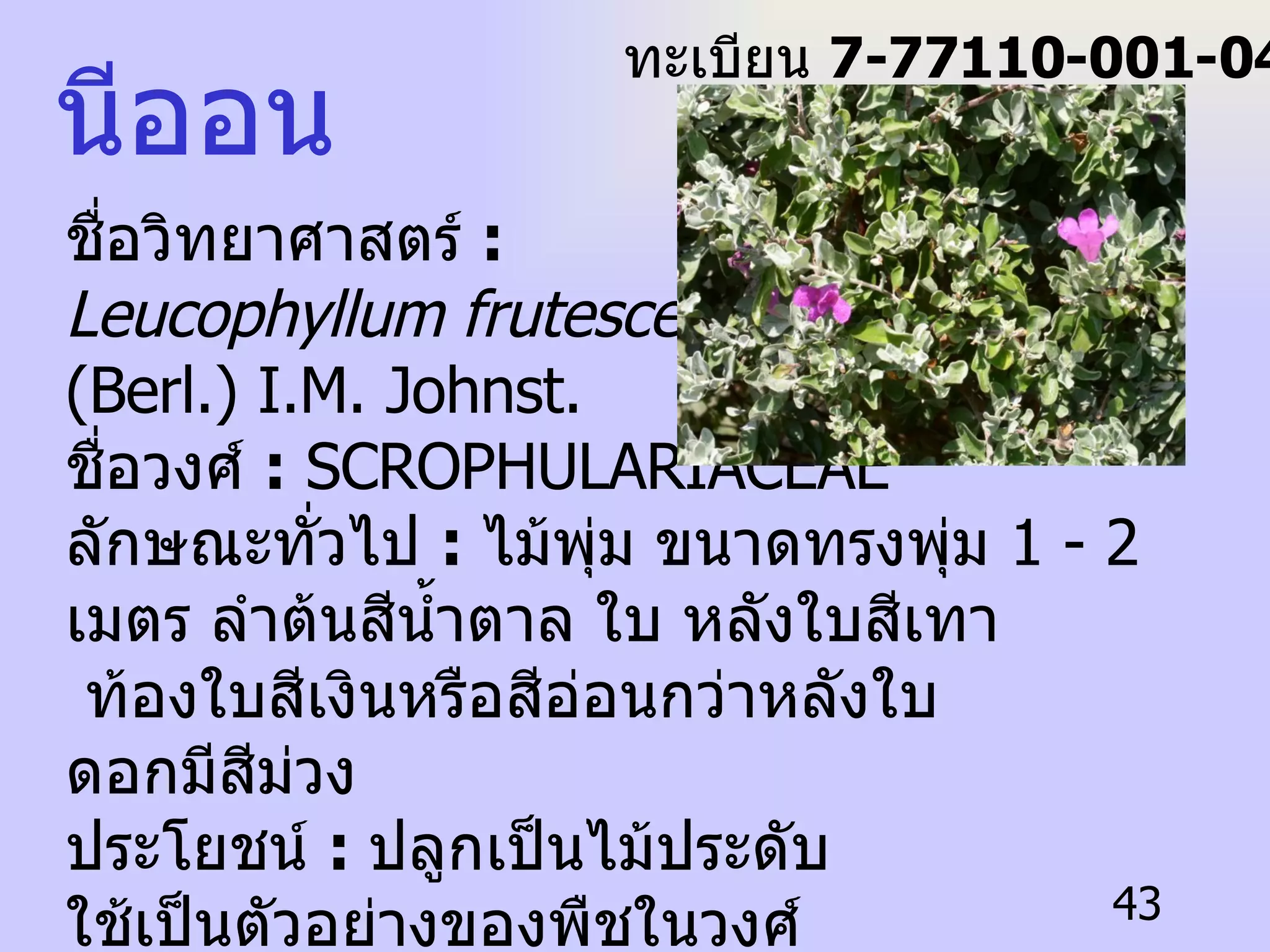 นีออน ชื่อวิทยาศาสตร์  :   Leucophyllum frutescens (Berl.) I.M. Johnst. ชื่อวงศ์  :  SCROPHULARIACEAE ลักษณะทั่วไป  :   ไม้พุ่ม ขนาดทรงพุ่ม  1 - 2  เมตร ลำต้นสีน้ำตาล ใบ หลังใบสีเทา ท้องใบสีเงินหรือสีอ่อนกว่าหลังใบ ดอกมีสีม่วง  ประโยชน์  :  ปลูกเป็นไม้ประดับ ใช้เป็นตัวอย่างของพืชในวงศ์  SCROPHULARIACEAE ทะเบียน  7-77110-001-043 
