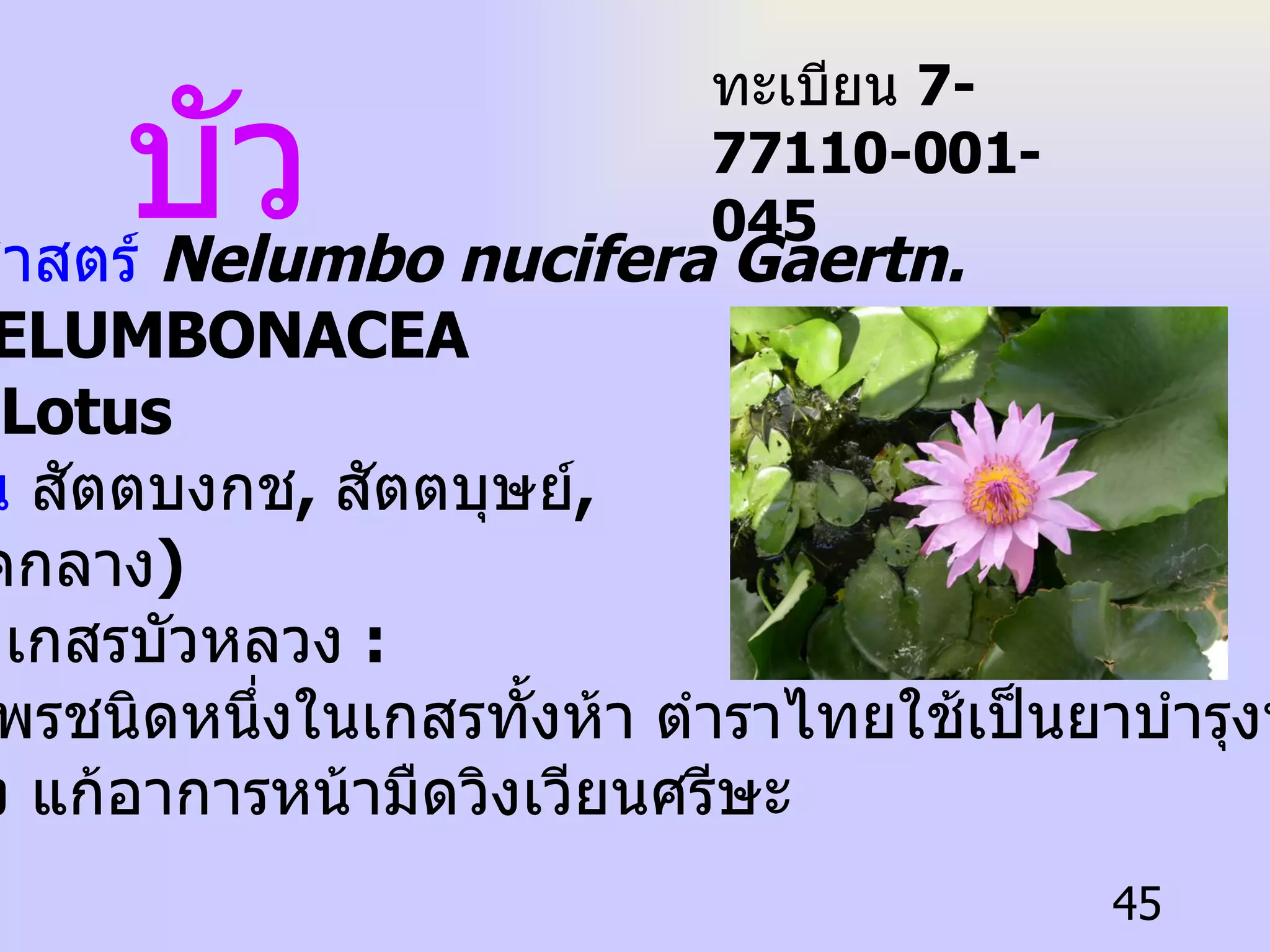 บัว ชื่อวิทยาศาสตร์  Nelumbo nucifera Gaertn.   ชื่อวงศ์  NELUMBONACEA   ชื่อสามัญ  Lotus ชื่อท้องถิ่น  สัตตบงกช ,  สัตตบุษย์ , อุบล  ( ภาคกลาง )   ประโยชน์  เกสรบัวหลวง  :  เป็นสมุนไพรชนิดหนึ่งในเกสรทั้งห้า ตำราไทยใช้เป็นยาบำรุงหัวใจ  บำรุงกำลัง แก้อาการหน้ามืดวิงเวียนศรีษะ  ทะเบียน  7-77110-001-045 