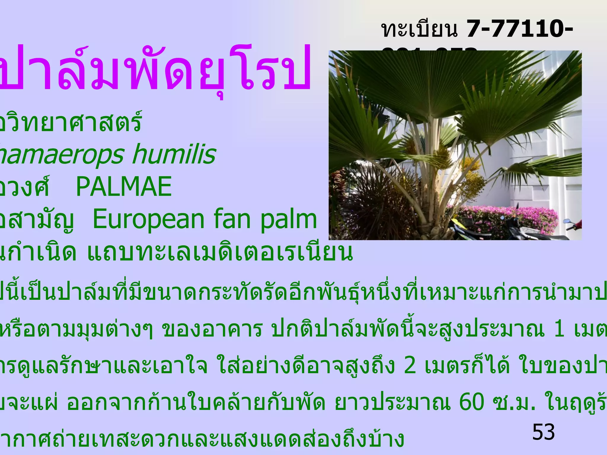 ปาล์มพัดยุโรป  ชื่อวิทยาศาสตร์ Chamaerops humilis ชื่อวงศ์  PALMAE   ชื่อสามัญ  European fan palm   ถิ่นกำเนิด  แถบทะเลเมดิเตอเรเนียน   ปาล์มพัดยุโรปนี้เป็นปาล์มที่มีขนาดกระทัดรัดอีกพันธุ์หนึ่งที่เหมาะแก่การนำมาประดับ ไว้ในห้องหับ หรือตามมุมต่างๆ ของอาคาร ปกติปาล์มพัดนี้จะสูงประมาณ  1  เมตร แต่ถ้าได้รับการดูแลรักษาและเอาใจ ใส่อย่างดีอาจสูงถึง  2  เมตรก็ได้ ใบของปาล์มพัดจะสีเขียว อมเทานิดๆ ใบจะแผ่ ออกจากก้านใบคล้ายกับพัด ยาวประมาณ  60  ซ . ม .  ในฤดูร้อนควรนำไป ตั้งไว้ในที่ๆ อากาศถ่ายเทสะดวกและแสงแดดส่องถึงบ้าง ทะเบียน  7-77110-001-053 