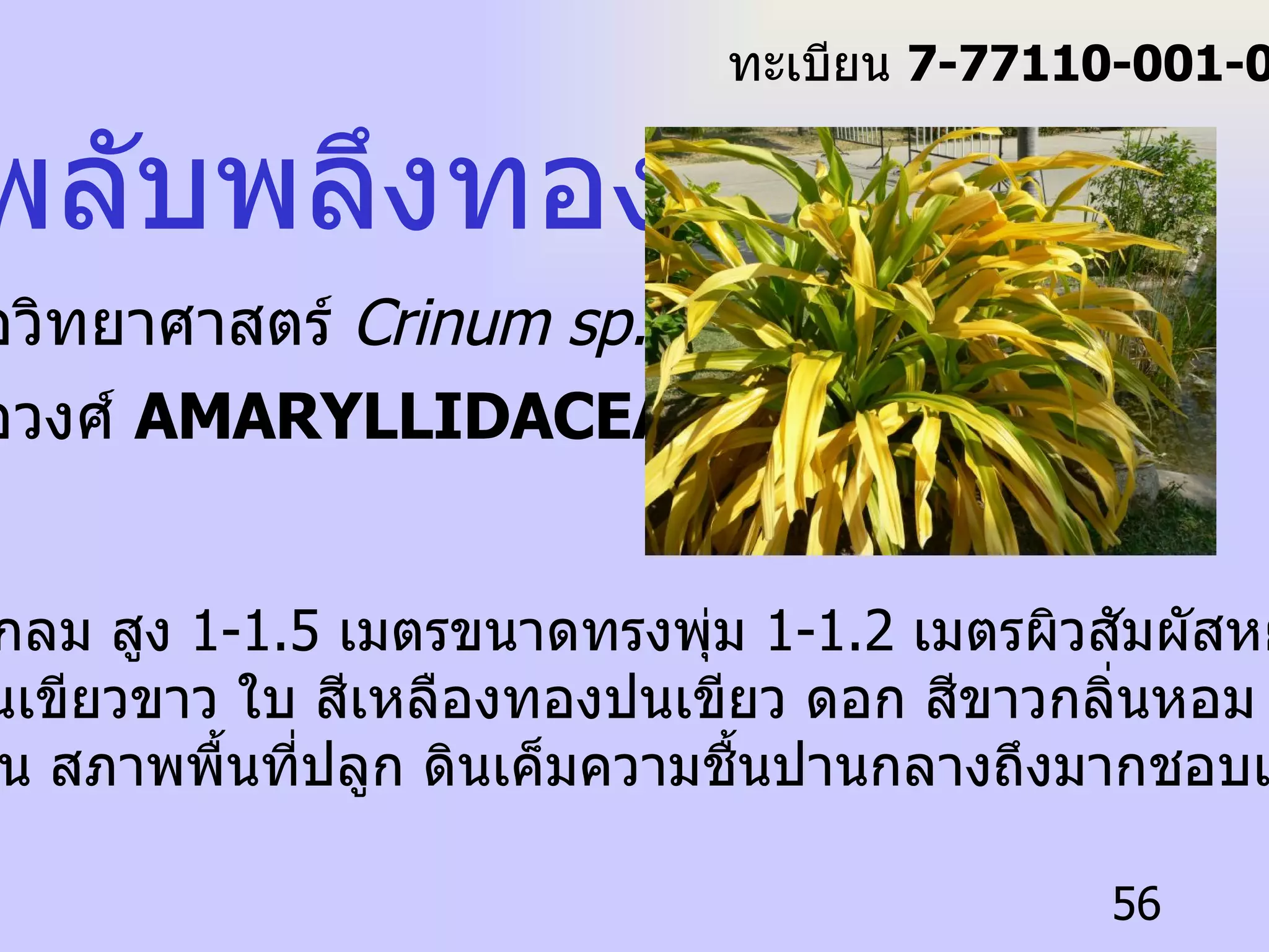 พลับพลึงทอง ชื่อวิทยาศาสตร์   Crinum sp.  ชื่อวงศ์  AMARYLLIDACEAE ลักษณะ แตกกอตั้งกลม สูง  1-1.5  เมตรขนาดทรงพุ่ม  1-1.2  เมตรผิวสัมผัสหยาบ ลำต้น สีเหลืองปนเขียวขาว ใบ สีเหลืองทองปนเขียว ดอก สีขาวกลิ่นหอม ช่วงการ มีดอกฤดูฝน สภาพพื้นที่ปลูก ดินเค็มความชื้นปานกลางถึงมากชอบแสงแดด เต็มวัน  ทะเบียน  7-77110-001-056 