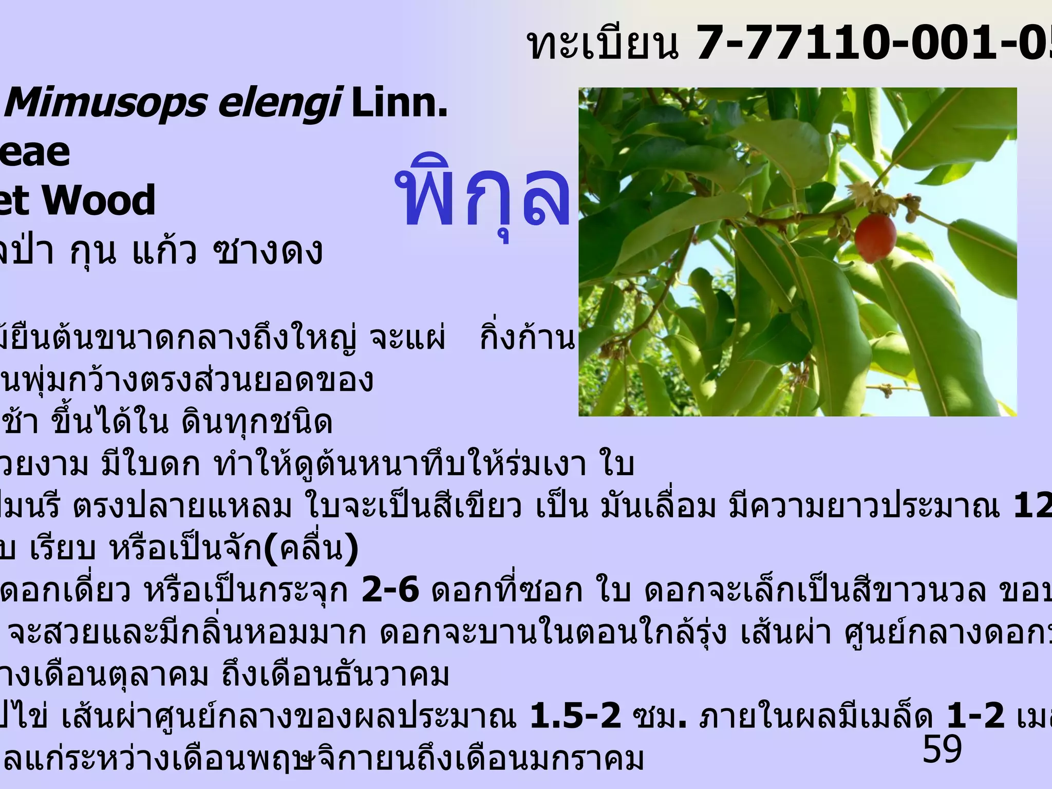 ชื่อวิทยาศาสตร์  Mimusops elengi  Linn. ชื่อวงศ์  Spotaceae   ชื่อสามัญ  Bullet Wood  ชื่อท้องถิ่น  พิกุลป่า กุน แก้ว ซางดง  ลักษณะทั่วไป  1.  ต้น เป็นพรรณไม้ยืนต้นขนาดกลางถึงใหญ่ จะแผ่  กิ่งก้าน สาขา ออกไปเป็นพุ่มกว้างตรงส่วนยอดของ ลำต้น เป็นไม้โตช้า ขึ้นได้ใน ดินทุกชนิด 2.  ใบ พิกุลมีใบที่สวยงาม มีใบดก ทำให้ดูต้นหนาทึบให้ร่มเงา ใบ มีลักษณะเป็นรูปมนรี ตรงปลายแหลม ใบจะเป็นสีเขียว เป็น มันเลื่อม มีความยาวประมาณ  12-14  ซม . ใบเกลี้ยง ขอบใบ เรียบ หรือเป็นจัก ( คลื่น )  3.  ดอก อาจจะเป็นดอกเดี่ยว หรือเป็นกระจุก  2-6  ดอกที่ซอก ใบ ดอกจะเล็กเป็นสีขาวนวล ขอบกลีบดอกจะ จักเล็กน้อย ดอก จะสวยและมีกลิ่นหอมมาก ดอกจะบานในตอนใกล้รุ่ง เส้นผ่า ศูนย์กลางดอกประมาณ  1  ซม .  ดอกจะออกระหว่างเดือนตุลาคม ถึงเดือนธันวาคม 4.  ผล เป็นผลสดรูปไข่ เส้นผ่าศูนย์กลางของผลประมาณ  1.5-2  ซม .  ภายในผลมีเมล็ด  1-2  เมล็ด ผลสุกมีสีเหลือง สีส้ม หรือสีแดงผลแก่ระหว่างเดือนพฤษจิกายนถึงเดือนมกราคม พิกุล ทะเบียน  7-77110-001-059 