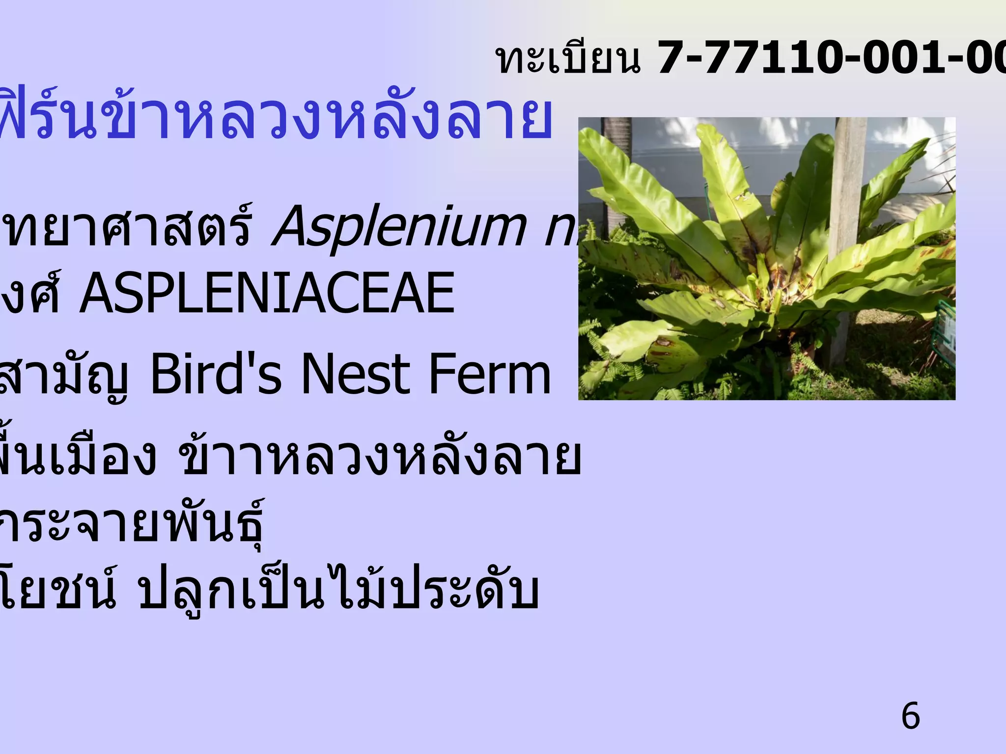 เฟิร์นข้าหลวงหลังลาย ชื่อวิทยาศาสตร์   Asplenium nidus  L.  ชื่อ วงศ์   ASPLENIACEAE ชื่อสามัญ   Bird's Nest Ferm   ชื่อพื้นเมือง  ข้าาหลวงหลังลาย การกระจายพันธุ์   ประโยชน์  ปลูกเป็นไม้ประดับ ทะเบียน  7-77110-001-006 