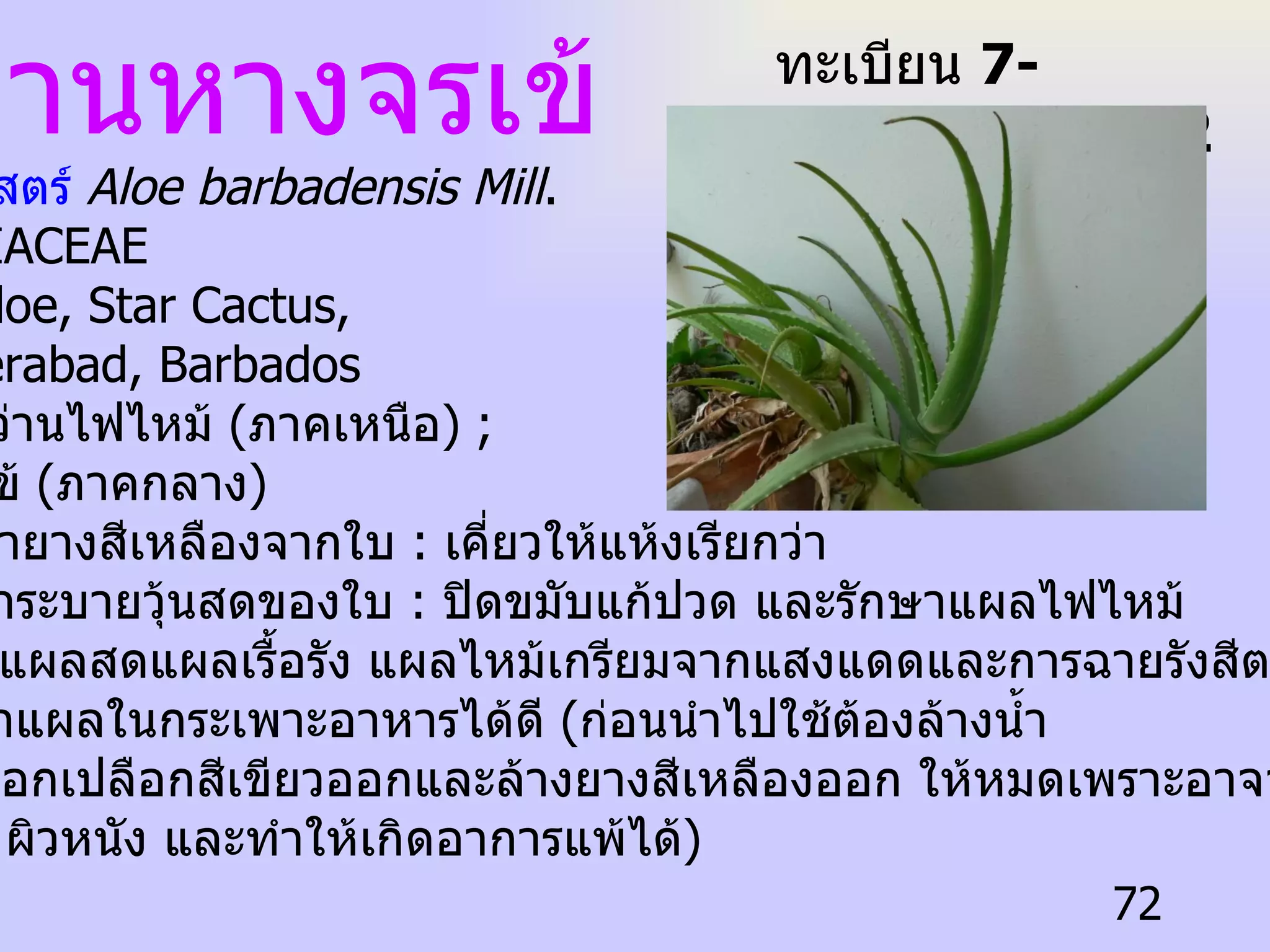 ว่านหางจรเข้ ชื่อวิทยาศาสตร์  Aloe barbadensis Mill .   ชื่อวงศ์  LILIACEAE   ชื่อสามัญ  Aloe, Star Cactus,  Aloin, Jafferabad, Barbados   ชื่อท้องถิ่น  ว่านไฟไหม้  ( ภาคเหนือ ) ; หางตะเข้  ( ภาคกลาง )   ประโยชน์  น้ำยางสีเหลืองจากใบ  :  เคี่ยวให้แห้งเรียกว่า  ยาคำ เป็นยาระบายวุ้นสดของใบ  :  ปิดขมับแก้ปวด และรักษาแผลไฟไหม้  น้ำร้อนลวก แผลสดแผลเรื้อรัง แผลไหม้เกรียมจากแสงแดดและการฉายรังสีตลอดจน  กินเพื่อรักษาแผลในกระเพาะอาหารได้ดี  ( ก่อนนำไปใช้ต้องล้างน้ำ ให้สะอาด ปอกเปลือกสีเขียวออกและล้างยางสีเหลืองออก ให้หมดเพราะอาจจะ ระคายเคือง ผิวหนัง และทำให้เกิดอาการแพ้ได้ )  ทะเบียน  7-77110-001-072 