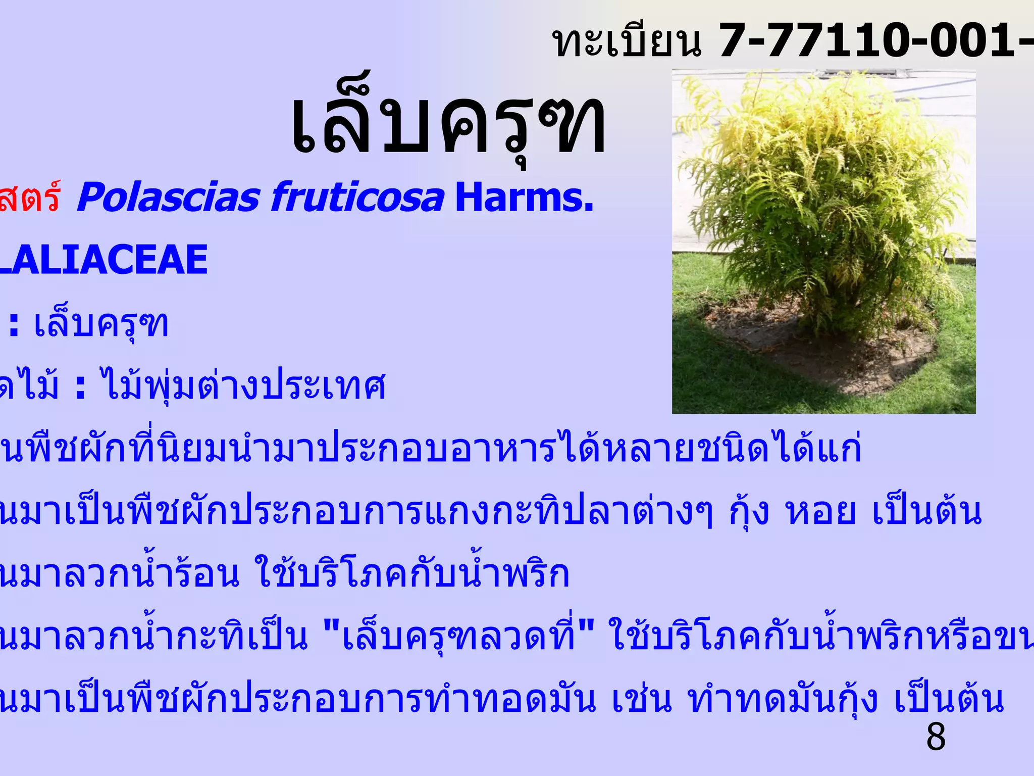 ชื่อวิทยาศาสตร์   Polascias fruticosa  Harms. ชื่อวงศ์  :  ALALIACEAE ชื่อพื้นเมือง   :  เล็บครุฑ ลักษณะชนิดไม้  :  ไม้พุ่มต่างประเทศ เล็บครุฑ เป็นพืชผักที่นิยมนำมาประกอบอาหารได้หลายชนิดได้แก่ 1.  นำใบอ่อนมาเป็นพืชผักประกอบการแกงกะทิปลาต่างๆ กุ้ง หอย เป็นต้น 2.  นำใบอ่อนมาลวกน้ำร้อน ใช้บริโภคกับน้ำพริก 3.  นำใบอ่อนมาลวกน้ำกะทิเป็น  " เล็บครุฑลวดที่ "  ใช้บริโภคกับน้ำพริกหรือขนมจีน เป็นต้น 4.  นำใบอ่อนมาเป็นพืชผักประกอบการทำทอดมัน เช่น ทำทดมันกุ้ง เป็นต้น เล็บครุฑ ทะเบียน  7-77110-001-008 