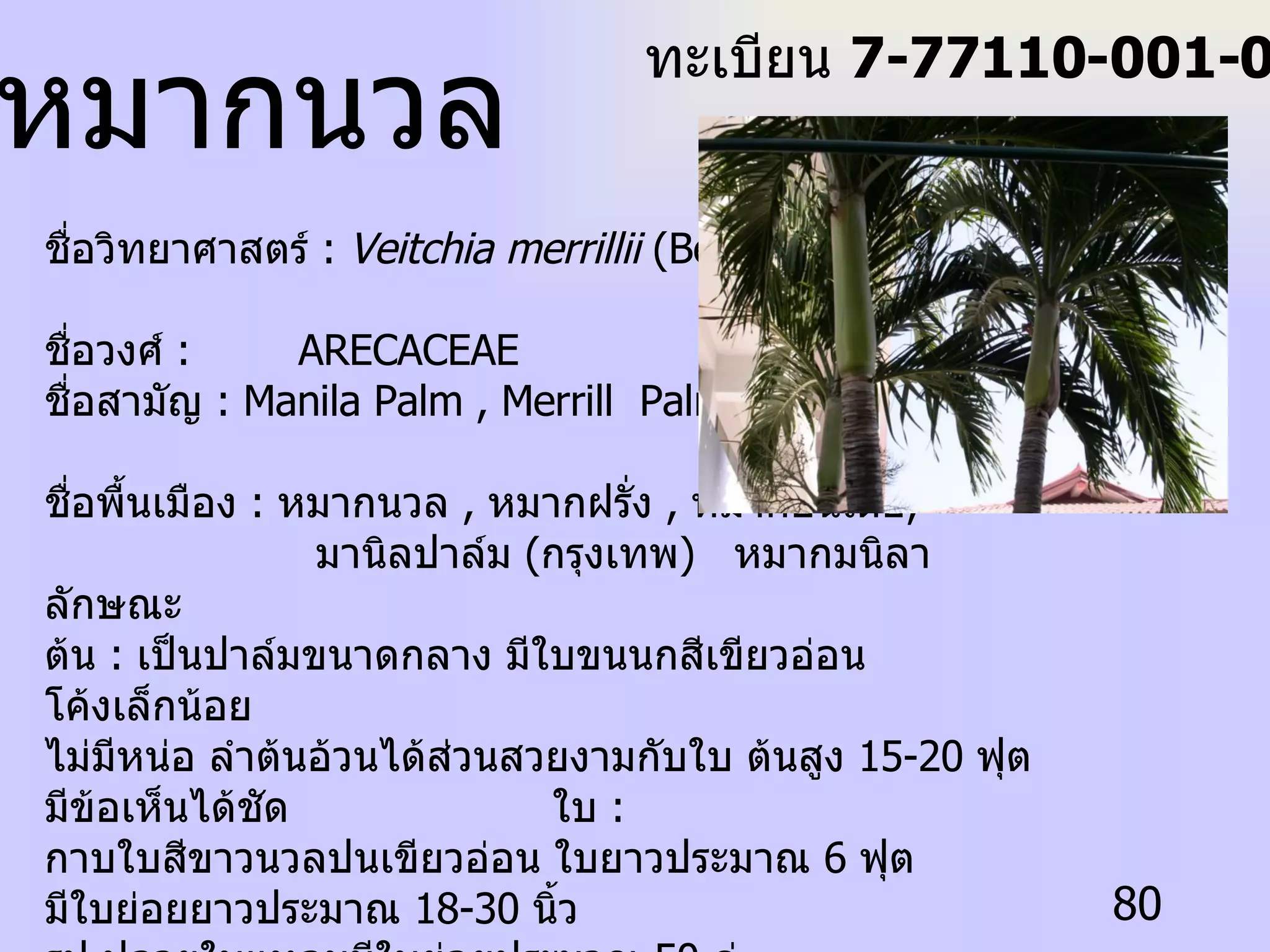 ชื่อวิทยาศาสตร์  :  Veitchia merrillii  (Becc.) H.E. Moore  ชื่อวงศ์  :  ARECACEAE  ชื่อสามัญ  : Manila Palm , Merrill  Palm  ชื่อพื้นเมือง  :  หมากนวล  ,  หมากฝรั่ง  ,  หมากอินเดีย ,  มานิลปาล์ม  ( กรุงเทพ )  หมากมนิลา  ลักษณะ ต้น  :  เป็นปาล์มขนาดกลาง มีใบขนนกสีเขียวอ่อน โค้งเล็กน้อย ไม่มีหน่อ ลำต้นอ้วนได้ส่วนสวยงามกับใบ ต้นสูง  15-20  ฟุต มีข้อเห็นได้ชัด  ใบ  :  กาบใบสีขาวนวลปนเขียวอ่อน ใบยาวประมาณ  6  ฟุต มีใบย่อยยาวประมาณ  18-30  นิ้ว  รูป ปลายใบแหลมมีใบย่อยประมาณ  50  คู่  ดอก  :  ออกใต้โคนกาบใบ ก้านดอกและช่อดอก มีสีขาวนวล ดอกสีเหลืองอมเขียวและขาว  ผล  :  มีลักษณะรูปไข่ ยาว  1  นิ้วครึ่ง ผลอ่อนสีเขียวนวลและขาว ผลแก่มีสีแดงสุก สะดุดตา  ทะเบียน  7-77110-001-080 หมากนวล 
