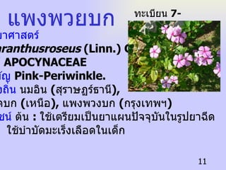 ชื่อวิทยาศาสตร์  Catharanthusroseus  (Linn.) G. Don. ชื่อวงศ์  APOCYNACEAE   ชื่อสามัญ  Pink-Periwinkle. ชื่อท้องถิ่น  นมอิน  ( สุราษฏร์ธานี ),  ผักปอดบก  ( เหนือ ),  แพงพวงบก  ( กรุงเทพฯ )   ประโยชน์  ต้น   :  ใช้เตรียมเป็นยาแผนปัจจุบันในรูปยาฉีด   ใช้บำบัดมะเร็งเลือดในเด็ก แพงพวยบก ทะเบียน  7-77110-001-011 
