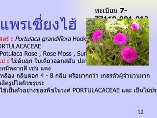 ชื่อวิทยาศาสตร์  :   Portulaca grandiflora  Hook.f. ชื่อวงศ์  :  PORTULACACEAE ชื่อสามัญ  :  Potulaca Rose , Rose Moss , Sun Plant ลักษณะทั่วไป  :   ไม้ล้มลุก ใบเดี่ยวออกสลับ ปลาย ใบแหลม ดอกมีหลายสี เช่น แดง ชมพู ม่วง เหลือง กลีบดอก  4 - 8  กลีบ หรือมากกว่า เกสรตัวผู้จำนวนมาก ผลรูปไข่ เมล็ดรูปไตผิวขรุขระ ประโยชน์  :  ใช้เป็นตัวอย่างของพืชในวงศ์  PORTULACACEAE  และ เป็นไม้ประดับ แพรเซี่ยงไฮ้ ทะเบียน  7-77110-001-012 