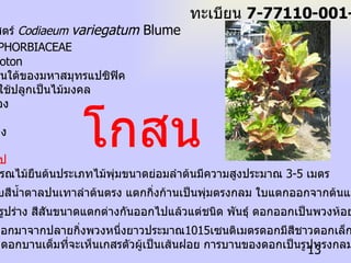 ชื่อวิทยาศาสตร์   Codiaeum  variegatum  Blume ชื่อวงศ์  EUPHORBIACEAE ชื่อสามัญ   Croton ถิ่นกำเนิดตอนใต้ของมหาสมุทรแปซิฟิค พันธุ์โกสนที่ใช้ปลูกเป็นไม้มงคล 1.  เหรียญทอง 2.  ไกรทอง 3.  ทับทิมทอง 4.  ทองอุไร  ลักษณะทั่วไป   โกสนเป็นพรรณไม้ยืนต้นประเภทไม้พุ่มขนาดย่อมลำต้นมีความสูงประมาณ  3-5  เมตร  ผิวลำต้นเรียบสีน้ำตาลปนเทาลำต้นตรง แตกกิ่งก้านเป็นพุ่มตรงกลม ใบแตกออกจากต้นและปลายกิ่ง ลักษณะใบมีรูปร่าง สีสันขนาดแตกต่างกันออกไปแล้วแต่ชนิด พันธุ์ ดอกออกเป็นพวงห้อยลงมา ด้านล่างซึ่งออกมาจากปลายกิ่งพวงหนึ่งยาวประมาณ 1015 เซนติเมตรดอกมีสีชาวดอกเล็กมากมีกลีบ ดอก  5  กลีบ ดอกบานเต็มที่จะเห็นเกสรตัวผู้เป็นเส้นฝอย การบานของดอกเป็นรูปทรงกลม  โกสน ทะเบียน  7-77110-001-013 