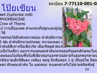 โป๊ยเซียน ชื่อวิทยาศาสตร์  Euphorbia millii . ชื่อวงศ์  EUPHORBIACEAE   ชื่อสามัญ  Crow of Thorns ลักษณะทั่วไป  การเป็นมงคล ตำแหน่งที่ปลูกและผู้ปลูก  การปลูกมี  2  วิธี   โป๊ยเซียนเป็นพรรณไม้ยืนต้นขนาดย่อม ลำต้นมีความสูง ประมาณ  3-5  ฟุต ลำต้นมีหนามปกคลุม หนามแหลม และ แข็งเปลือกลำต้นมีสีเทาหรือเขียวจัด เมื่อกรีดดูลำต้นจะมี ยางสีขาว ใบเป็นใบเดี่ยว ออกจากยอดและลำต้นจะทยอยกันออกลักษณะใบมนรีค่อนค้าง แคบเรียวแหลมขอบใบเรียบพื้นใบสีเขียวดอกออกตามปลายกิ่งออกดอกตามปลายกิ่งหรือ ส่วนยอดดอกมีขนาดเล็กมีสีแดง เหลือง ชมพู มีกลีบดอก  1  คู่ เป็นรูปไต มีขนาดประมาณ 1-2  เซนติเมตร ลักษณะลำต้น ใบ และดอก จะแตกต่างกันไปตามชนิดพันธุ์   ทะเบียน  7-77110-001-049/1 