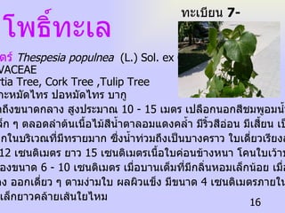 โพธิ์ทะเล ชื่อวิทยาศาสตร์   Thespesia populnea   (L.) Sol. ex Correa ชื่อวงศ์   MALVACEAE ชื่อสามัญ   Portia Tree, Cork Tree ,Tulip Tree  ชื่อท้องถิ่น   ปอกะหมัดไทร ปอหมัดไทร บากู ไม้ต้น ขนาดเล็กถึงขนาดกลาง สูงประมาณ  10 - 15  เมตร  เปลือก นอกสีชมพูอมน้ำตาลอ่อนผิว ขรุขระเป็นตุ่มเล็ก ๆ ตลอดลำต้นเนื้อไม้สีน้ำตาลอมแดงคล้ำ มีริ้วสีอ่อน มีเสี้ยน เป็นคลื่นบ้าง เล็กน้อย พบมากในบริเวณที่มีทรายมาก ซึ่งน้ำท่วมถึงเป็นบางคราว  ใบ เดี่ยวเรียงสลับกัน รูปหัวใจกว้าง  12  เซนติเมตร ยาว  15  เซนติเมตรเนื้อใบค่อนข้างหนา โคนใบเว้าปลายใบแหลม  ดอก ใหญ่สีเหลืองขนาด  6 - 10  เซนติเมตร เมื่อบานเต็มที่มีกลิ่นหอมเล็กน้อย เมื่อแก่จัดจะ เปลี่ยนเป็นสีแดง ออกเดี่ยว ๆ ตามง่ามใบ  ผล ผิวแข็ง มีขนาด  4  เซนติเมตรภายใน มีเมือกสี เหลือง ๆ เมล็ดเล็กยาวคล้ายเส้นใยไหม ทะเบียน  7-77110-001-016 