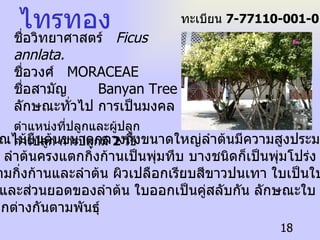 ไทรทอง ชื่อวิทยาศาสตร์  Ficus annlata.   ชื่อวงศ์   MORACEAE  ชื่อสามัญ  Banyan Tree ลักษณะทั่วไป   การเป็นมงคล ตำแหน่งที่ปลูกและผู้ปลูก   การปลูก   การปลูกมี  2  วิธี   ไทรเป็นพรรณไม้ยืนต้นขนาดกลางถึงขนาดใหญ่ลำต้นมีความสูงประมาณ  10-20  เมตร ลำต้นครงแตกกิ่งก้านเป็นพุ่มทึบ บางชนิดก็เป็นพุ่มโปร่ง มีรากอากาศ ห้อยลงมาตามกิ่งก้านและลำต้น ผิวเปลือกเรียบสีขาวปนเทา ใบเป็นใบเดี่ยวแตก ออกจากกิ่ง และส่วนยอดของลำต้น ใบออกเป็นคู่สลับกัน ลักษณะใบ ขนาดใบ  และสีสรรแตกต่างกันตามพันธุ์ ทะเบียน  7-77110-001-018 