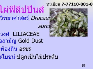 ไผ่ฟิลิปปินส์ ชื่อวิทยาศาสตร์   Dracaena surculosa ชื่อวงศ์  LILIACEAE   ชื่อสามัญ  Gold Dust   ชื่อท้องถิ่น  อรชร   ประโยชน์  ปลูกเป็นไม้ประดับ ทะเบียน  7-77110-001-019 