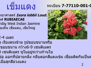 เข็มแดง ชื่อวิทยาศาสตร์   Ixora lobbii Loud.   ชื่อวงศ์  RUBIAECAE   ชื่อสามัญ   West Indian Jasmine ชื่อท้องถิ่น  เข็มแดง ,  เข็มใหญ่  ลักษณะ   ไม้พุ่มสูง  2-4  เมตร  ใบ ใบเดี่ยว เรียงตรงข้าม รูปขอบขนานหรือ รูปวงรีแกนขอบขนาน กว้าง 6-9  เซนติเมตร  ยาว  15-20  เซนติเมตร หูใบอยู่ระว่างก้านใบ ดอก ดอกช่อ ออกที่ปลายกลิ่ง กลีบดอกสีแดงเข้ม เชื่อมติดกันเป็นดอกยาว ผล ผลสดเมื่อสุกสีม่วงแดง ทะเบียน  7-77110-001-002 