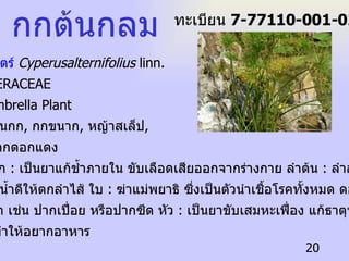กกต้นกลม ชื่อวิทยาศาสตร์  Cyperusalternifolius  linn.   ชื่อวงศ์  CYPERACEAE   ชื่อสามัญ  Umbrella Plant   ชื่อท้องถิ่น  ต้นกก ,  กกขนาก ,  หญ้าสเล็ป ,  หญ้าลังกา ,  กกดอกแดง ประโยชน์  ราก   :  เป็นยาแก้ช้ำภายใน ขับเลือดเสียออกจากร่างกาย   ลำต้น   :  ลำลายดีอันผูก ไว้ซึ่งพิษ ขับน้ำดีให้ตกลำไส้   ใบ   :  ฆ่าแม่พยาธิ ซึ่งเป็นตัวนำเชื้อโรคทั้งหมด   ดอก   :  แก้โรคในปาก เช่น ปากเปื่อย หรือปากซีด   หัว   :  เป็นยาขับเสมหะเฟื่อง แก้ธาตุพิการ บำรุงธาตุ และเป็นยาทำให้อยากอาหาร ทะเบียน  7-77110-001-020 