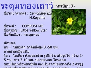 ชื่อวิทยาศาสตร์  :  Camchaya spinulifera H.Koyama  ชื่อวงศ์  :  COMPOSITAE  ชื่อสามัญ  : Little Yellow Star  ชื่อพื้นเมือง  :  กระดุมทอง  ลักษณะ ต้น  :  ไม้ล้มลุก ลำต้นตั้งสูง  3.-50  ซม .  ตามลำต้นมีขนทึบ  ใบ  :  ใบเดี่ยว เรียงตรงข้าม รูปรีกว้างหรือรูปไข่ กว้าง  1-5  ซม .  ยาว  3-10  ซม .  ปลายแหลม โคนสอบ ขอบเรียบหรือหยักซี่ฟัน แผ่นใบสากมีขนสากทั้ง  2  ด้าน ก้านใบสั้น มีครีบ มีขนตามก้านใบและขอบครีบ  ดอก  :  แบบช่อกระจุก ออกเดี่ยว ๆ หรืออกเป็นคู่ตามง่ามใบใกล้ยอด โคนช่อมีใบประดับรูปรีเรียงซ้อนกัน  2  ชั้น ชั้นนอก  3.5  ใบ โคนติดกัน กลีบดอกสีเหลืองรูปรี  ผล  :  รูปสามเหลี่ยม ยอดแบน  เมล็ด  :  เล็ก สีดำเป็นมัน ด้านข้างซึ่งเป็นเหลี่ยมมีรอยย่น  กระดุมทองเถาว์  ทะเบียน  7-77110-001-021 