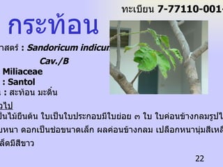 กระท้อน ชื่อวิทยาศาสตร์  :  Sandoricum indicum,  Cav./B   ชื่อวงศ์  : Miliaceae  ชื่อสามัญ  : Santol   ชื่อท้องถิ่น  :  สะท้อน มะติ๋น ลักษณะทั่วไป   กระท้อนเป็นไม้ยืนต้น ใบเป็นใบประกอบมีใบย่อย ๓ ใบ ใบค่อนข้างกลมรูปไข่ปลายใบ มน แผ่นใบหนา ดอกเป็นช่อขนาดเล็ก ผลค่อนข้างกลม เปลือกหนานุ่มสีเหลือง เนื้อหุ้มเมล็ดมีสีขาว  ทะเบียน  7-77110-001-022 