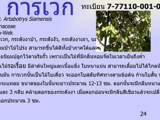 ชื่อวิทยาศาสตร์  :  Artabotrys Siamensis ชื่อวงศ์   : Annonaceae ชื่อสามัญ  : Gara-Wek ชื่อท้องถิ่น  :  การเวก ,  กระดังงาป่า ,  กระดังงัว ,  กระดังงาเถา ,  นมวัว การเวกจะมีอยู่ตามป่าไม้โปร่ง สามารถขึ้นได้ดีทั้งป่าภาคใต้และ  ภาคเหนือ คนไทยนิยมปลูกไว้ตามริมรั้ว เพราะเป็นไม้ที่มีกลิ่นหอมจัดในเวลาเย็นถึงค่ำ การเวกเป็นพรรณไม้ รอเรื้อย  มีลำต้นใหญ่และเนื้อแข็ง ใบหนาแน่น สามารถเลื้อยไปได้ไกลนับ  10-15  เมตร ใบจะมีสีเขียวเป็นมัน การเวกนั้นเป็นไม้ใบเดี่ยว จะออกใบสลับทิศทางตามข้อต้น ก้านใบสั้น ทรงใบมนรี  โคนและปลายใบจะแหลม ขนาดของใบนั้นจะยาวประมาณ  12-13  ซม .  ดอกนั้นจะมีกลีบหนาแข็ง  6  กลีบ  ซ้อนกัน  2  ชั้น ชั้นละ  3  กลีบ คล้ายดอกของกระดังงา เมื่อดอกอ่อนจะมีกลีบสีเขียวแล้วจะเปลี่ยนเป็นสีเหลือง ทอง ขนาดของดอกประมาณ  3  ซม . การเวก ทะเบียน  7-77110-001-024 