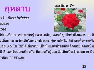 กุหลาบ ทะเบียน  7-77110-002-025 ชื่อวิทยาศาสตร์  Rosa hybrida ชื่อวงศ์  Rosaceae ชื่อสามัญ  Rose  ถิ่นกำเนิด ทวีปเอเซีย การขยายพันธุ์ เพาะเมล็ด ,  ตอนกิ่ง ,  ปักชำกิ่งและราก ,  ติดตา ,  ต่อกิ่ง ,  เพาะเลี้ยงเนื้อเยื่อกุหลาบจัดเป็นไม้ดอกประเภทพุ่ม - พลัดใบ มีลำต้นตั้งตรงหรือเลื้อย  แข็งแรงมีใบย่อย  3-5  ใบ ใบมีสีเขียวเข้มเป็นมันและมีรอยย่นเล็กน้อย ดอกเป็นดอก สมบูรณ์เพศ มี  2  เพศในดอกเดียวกัน มีเกสรตัวผู้และตัวเมียเป็นจำนวนมาก มีทั้งดอกชั้น เดียวและดอกซ้อน การจำแนก 