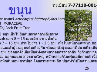 ขนุน ชื่อวิทยาศาสตร์  Artocarpus heterophyllus  Lamk.  ชื่อวงศ์  MORACEAE ชื่อสามัญ  Jack Fruit Tree ลักษณะทั่วไป ขนุนเป็นไม้ยืนต้นขนาดกลางถึงขนาด ใหญ่ ลำต้นสูงประมาร  8 – 15  เมตรมียางขาวทั้งต้น  ใบ กลมรี ยาว  7 – 15  ซม .  ก้านใบยาว  1 - 2.5  ซม .  เนื้อใบเหนียวและหนา ดอก ออกเป็นช่อ ช่อดอกตัวเมียและตัวผู้จะอยู่บนต้นเดียวกัน ช่อดอกตัวผู้จะออกที่ปลายกิ่ง เป็นแท่งยาว ประมาณ  2.5  ซม .  ช่อดอกตัวเมียเป็นแท่งกลมยาวออกจากลำต้น กิ่งก้านขนาดใหญ่ ผล เป็นผลรวม ผลกลมและยาวขนาดใหญ่ หนักหลายกิโลกรัมเมล็ดกลมรี เนื้อหุ้มเมล็ด สีเหลือง ถ้าสุกมีกลิ่นหอม การปลูก โดยการเพาะเมล็ด ปลูกทั่วไปในสวนและบริเวณบ้าน ทะเบียน  7-77110-001-026 