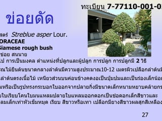 ข่อยดัด ชื่อวิทยาศาสตร์  Streblue asper  Lour.   ชื่อวงศ์  MORACEAE ชื่อสามัญ  Siamese rough bush  ชื่อท้องถิ่น  ข่อย   สนนาย ลักษณะทั่วไป   การเป็นมงคล   ตำแหน่งที่ปลูกและผู้ปลูก   การปลูก   การปลูกมี  2  วิธี   ข่อยเป็นพรรณไม้ยืนต้นขนาดกลางลำต้นมีความสูงประมาณ 10-12  เมตรผิวเปลือกลำต้นมีเทาค่อน ข้างขาวโคนลำต้นตรงเนื้อไม้ เหนียวส่วนบนค่อนข้างคดงอเป็นปุ่มปมและเป็นร่องเล็กน้อยทรงพุ่มทึบ ค่อนข้างกลมหรือเป็นรูปทรงกระบอกใบออกจากปลายกิ่งมีขนาดเล็กหนามหยาบคล้ายกระดาษทราย มีสีเขียวขอบใบเรียบโคนใบมนแหลมปลายใบแหลมออกดอกเป็นช่อดอกเล็กสีขาวและ เหลือง ผลกลมเล็กเท่าหัวเข็มหมุด เรียบ สีขาวหรือเทา เปลือกมียางสีขาวผลสุกสีเหลือง  ทะเบียน  7-77110-001-027 