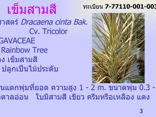 ชื่อวิทยาศาสตร์   Dracaena cinta Bak .  Cv. Tricolor ชื่อวงศ์   AGAVACEAE ชื่อสามัญ   Rainbow Tree ชื่อพื้นเมือง  เข็มสามสี ประโยชน์  ปลูกเป็นไม้ประดับ ลักษณะ ต้น  -  ลำต้นแตกพุ่มที่ยอด ความสูง  1 - 2 m.  ขนาดพุ่ม  0.3 - 0.6 m. ลำต้นสีน้ำตาลอ่อน  ใบมีสามสี เขียว ครีมหรือเหลือง แดง เข็มสามสี ทะเบียน  7-77110-001-003 