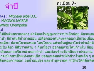 จำปี ทะเบียน  7-77110-002-030 ชื่อวิทยาศาสตร์  :  Michelia aiba  D.C. ชื่อ วงศ์  :   MAGNOLIACEAE ชื่อสามัญ  :  White Chempaka ลักษณะทั่วไป ต้น  จำปีเป็นไม้ยืนต้นขนาดกลาง ลำต้นจะใหญ่สูงกว่าจำปาเล็กน้อย ต้นจะแตกพุ่มยอด ใบงามกว่าจำปา มีลำต้นสีน้ำตาลอ่อน เปลือกของต้นจะแตกออกเป็นร่องเมื่อยามแก่ตัว ใบ  เป็นไม้ใบเดี่ยว ปลายใบจะแหลม โคนใบมน แต่จะใหญ่กล่าใบจำปาเล็กน้อย ดอก  :   เป็นไม้ใบเดี่ยว มีสีขาวคล้าย ๆ กับเนื้องา ออกอยู่ตามโคนก้านใบ มีอยู่ ๘ - ๑๐ กลีบ  ซ้อนกันอยู่ กลีบดอกจะเรียวกล่าดอกจำปา และค่อนข้าแข็งกลีบยาวประมาณ ๒ นิ้ว  ตรงกลางดอกจะมีเกสรเป็นแท่งกลมเล็ก ยอดแหลมคล้ายฝักข้าวโพดเล็ก ๆ อยู่  อื่น ๆ  :   ใช้กลิ่นหอมจากดอก อบน้ำอบปรุง และทำบุหงาสด จำปีจะให้กลิ่นที่หอมมาก ช่วงหัวค่ำ 
